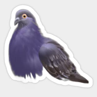 Cute Pigeon Drawing Sticker